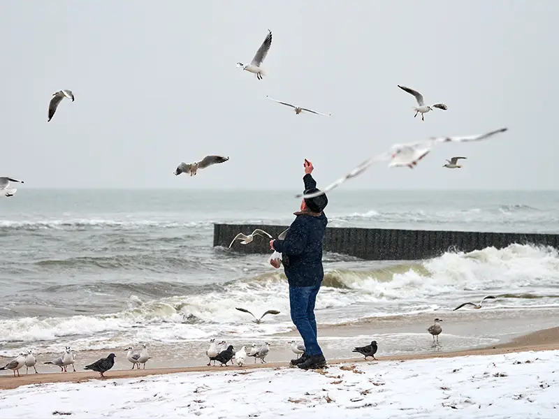 Zu sehen ist ein Mann, der im Winter auf der Norderney die Vögel am Strand füttert.